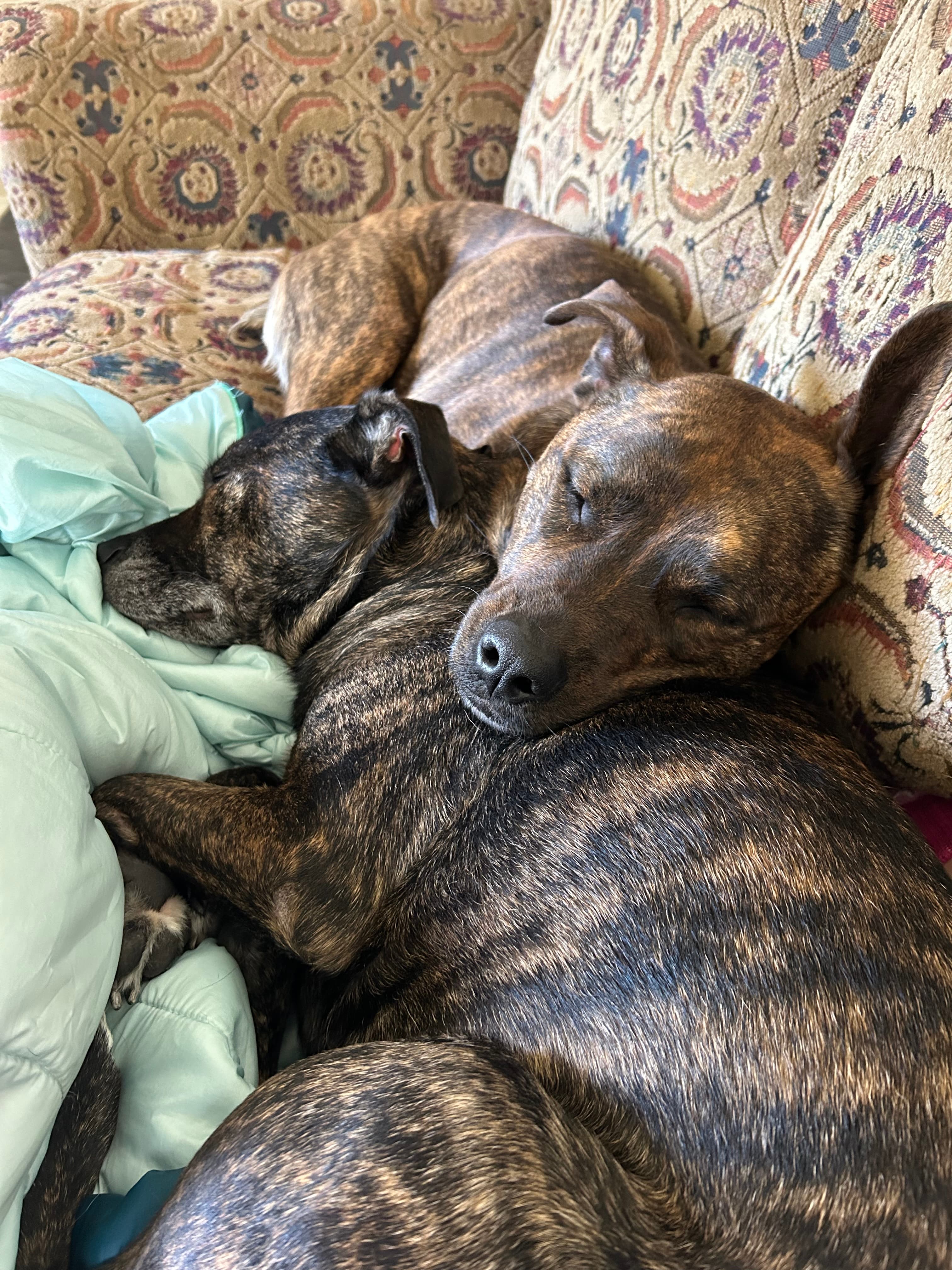 Rescue dogs Miles and Beta snuggled together on a couch.